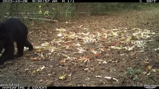 Off Swamp Fox Hwy Highway E, Tabor City, NC 28463 – photo 13: Copy of RCNX0980