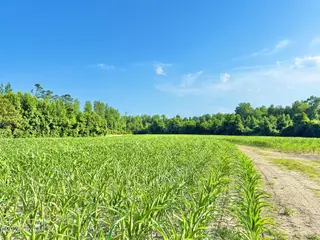 Off Swamp Fox Hwy Highway E, Tabor City, NC 28463 – photo 6: Copy of 15