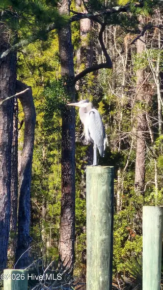 129 38 Cummins Creek Road, Beaufort, NC 28516 – photo 13: 20250120_130304