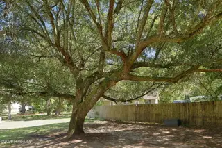 203 George Taylor Road, Newport, NC 28570 – photo 11: Huge Live Oak Tree & Backyard Fence