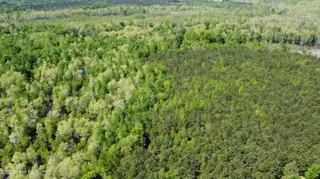 Off Speights Chapel Road, Whitakers, NC 27891 – photo 22: DJI_0591