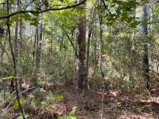 4701 77 Merrimon Road, Beaufort, NC 28516 — lot in Jonaquin Landing, Beaufort, NC, photo 8 of 31: 1C64DBB7-4D60-4A5D-93F5-C099803A6850_1_1