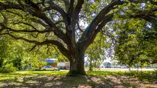 1559 Nc-24, Newport, NC 28570 – photo 11: Beautiful Oaks