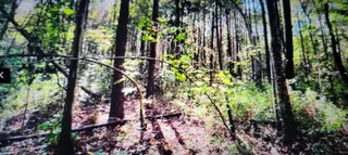 Lot 1 1 Sr 1178 Highway, Chocowinity, NC 27817 – photo 4: 20260815_082514