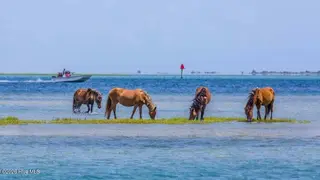 506 Island Road, Harkers Island, NC 28531 – photo 15: Nature at its Best