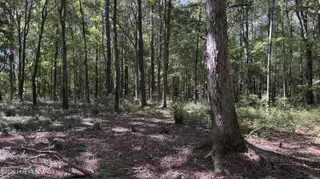 6033 Homestead Road, Elm City, NC 27822 — lot, Elm City, NC, photo 20 of 42: IMG_9318