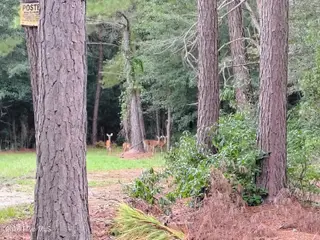 Lot 45 45 Near 519 Deer Lane, Tabor City, NC 28463 – photo 12: IMG_20260830_144319009_HDR_AE