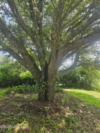 8248 Highway 70, Newport, NC 28570 – photo 6: Mabe Large Mature Oak Tree in front Yard