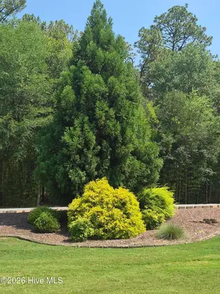 7 Bobolink Road, Jackson Springs, NC 27281 – photo 21: VARIETY OF TREES & SHRUBS