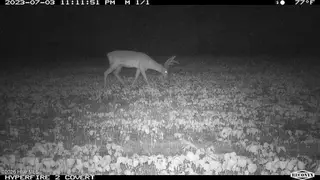 Off Swamp Fox Hwy Highway E, Tabor City, NC 28463 – photo 11: Copy of MBL_0027