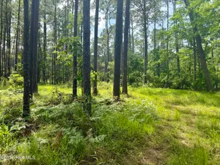 558 Sandy Point Drive, Beaufort, NC 28516 – photo 6: pathway to clearing