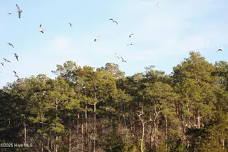 145 Heron Drive, Havelock, NC 28532 – photo 17: Shore Birds