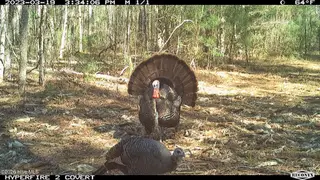 Off Swamp Fox Hwy Highway E, Tabor City, NC 28463 – photo 7: Copy of 5.5