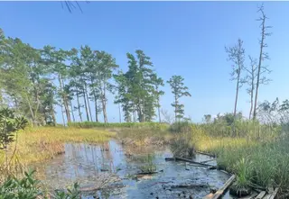 Lot 2 & 3 Strawhorn Creek Road, Aurora, NC 27806 – photo 9: Screenshot 2026-07-23 at 6.33.01AM