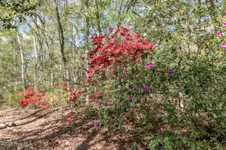 345 Rock Road, Goldsboro, NC 27534 – photo 4: azaleas