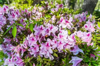 6932 Runningbrook Terrace, Wilmington, NC 28411 — 5-bedroom home in Demarest Landing, Wilmington, NC, photo 10 of 53: Demarest in bloom