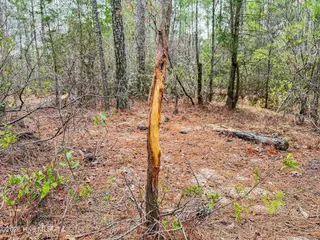 0 Lobelia Road, Vass, NC 28394 – photo 7: 32