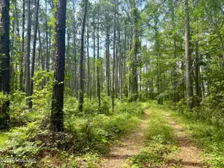 558 Sandy Point Drive, Beaufort, NC 28516 – photo 4: Pathway from road